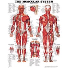 Anatomical Educational Posters
