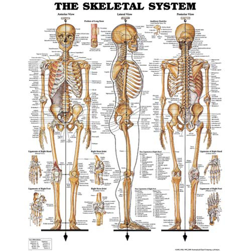the-skeletal-system.jpg